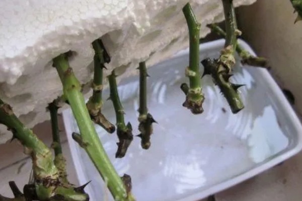 月季直接土插能不能生根，非常难生根