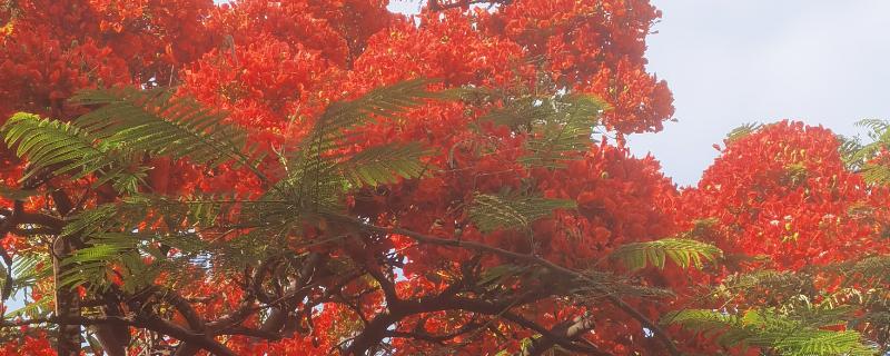 凤凰树适合种植在哪些地区，适合在福建、广西和广东等地种植