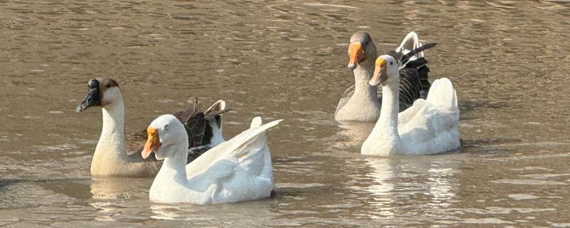 鹅能在水里过夜吗，成年鹅可以在水里过夜