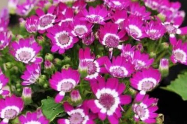 瓜叶菊有什么花语,白色瓜叶菊代表纯洁