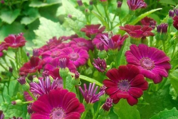 瓜叶菊有什么花语,白色瓜叶菊代表纯洁