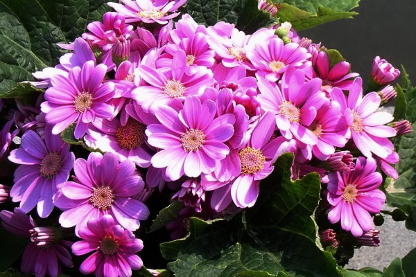 瓜叶菊有什么花语,白色瓜叶菊代表纯洁