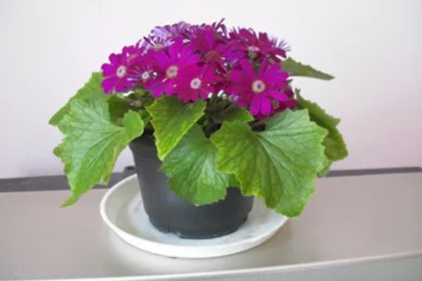 瓜叶菊有什么花语,白色瓜叶菊代表纯洁