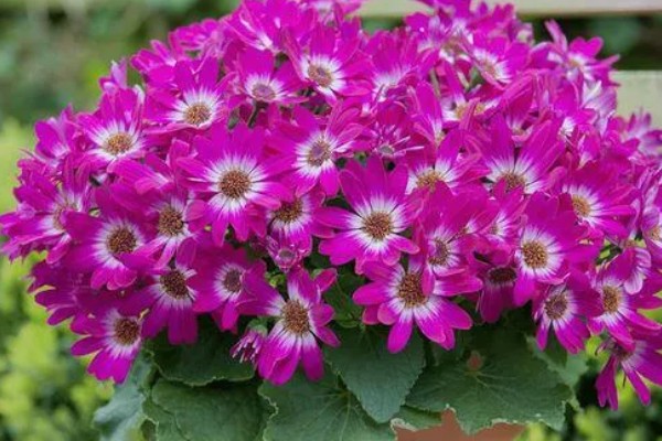 瓜叶菊有什么花语,白色瓜叶菊代表纯洁