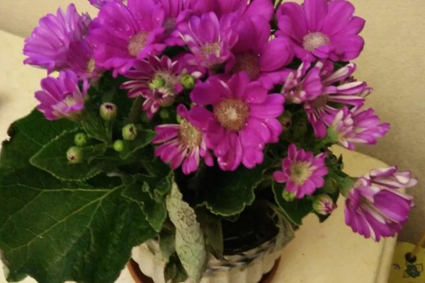 瓜叶菊有什么花语,白色瓜叶菊代表纯洁