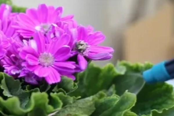 瓜叶菊有什么花语,白色瓜叶菊代表纯洁