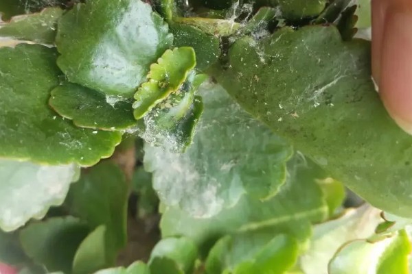 长寿花长白色的虫子怎么处理,先确定种类