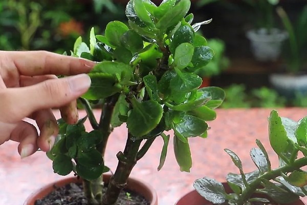 长寿花长白色的虫子怎么处理,先确定种类