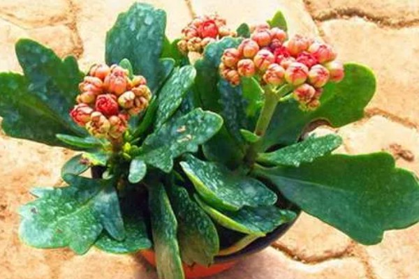 长寿花长白色的虫子怎么处理,先确定种类