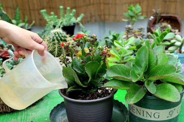 长寿花长白色的虫子怎么处理,先确定种类