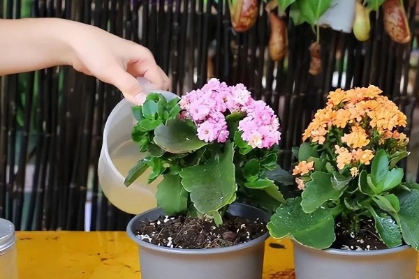 长寿花长白色的虫子怎么处理,先确定种类