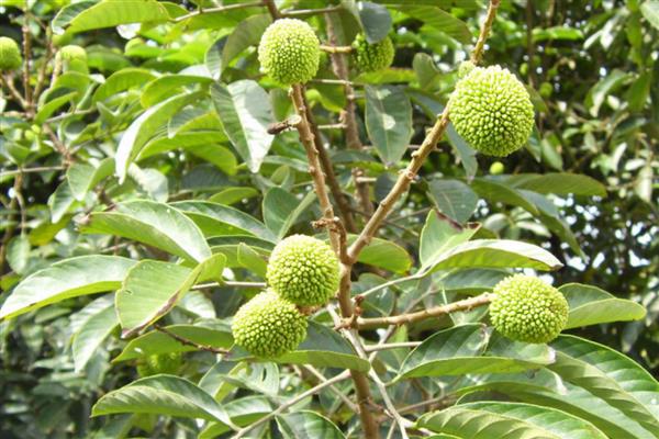 番荔枝如何授粉，选择在花期中进行