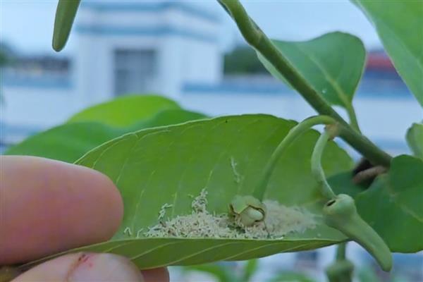 番荔枝如何授粉，选择在花期中进行