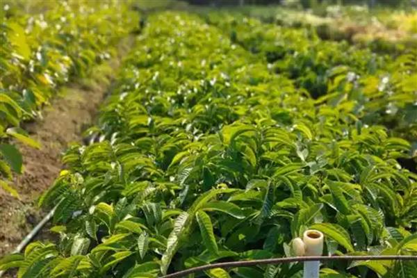 番荔枝如何授粉，选择在花期中进行