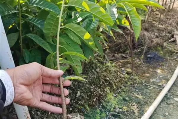 番荔枝如何授粉，选择在花期中进行