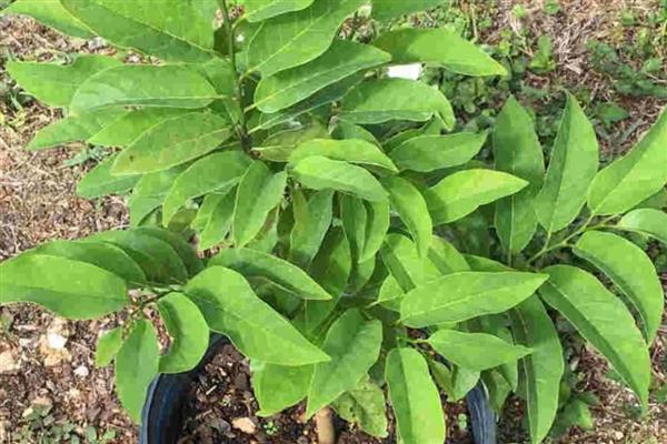 番荔枝如何授粉，选择在花期中进行