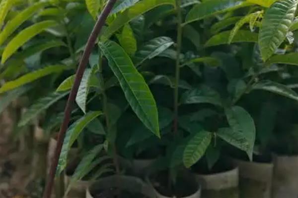 番荔枝如何授粉，选择在花期中进行