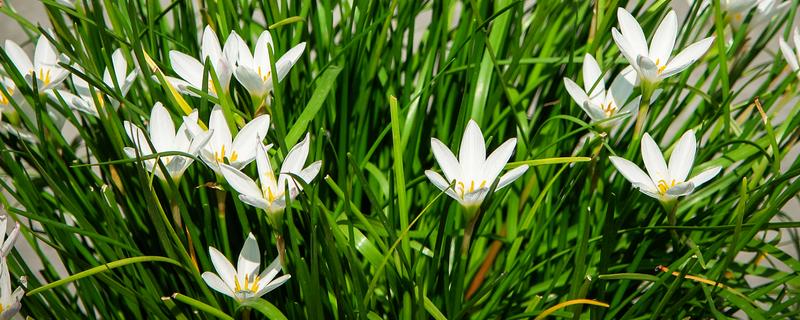 韭菜莲如何水培，建议选择透气的瓦盆水培