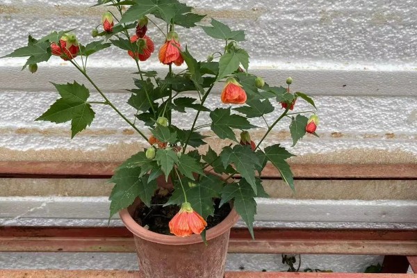 灯笼花怎么养殖,春秋季节每星期浇水2-3次