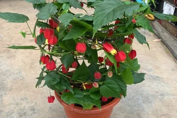 灯笼花怎么养殖,春秋季节每星期浇水2-3次