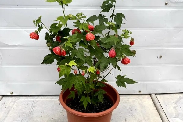 灯笼花怎么养殖,春秋季节每星期浇水2-3次