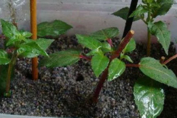 灯笼花怎么养殖,春秋季节每星期浇水2-3次