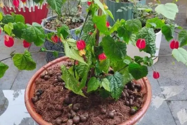 灯笼花怎么养殖,春秋季节每星期浇水2-3次