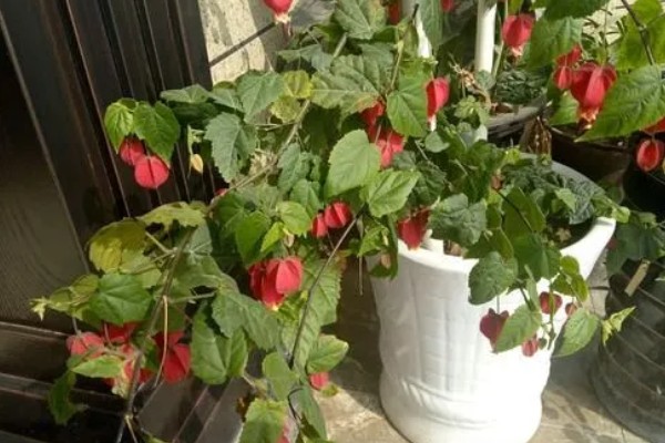 灯笼花怎么养殖,春秋季节每星期浇水2-3次