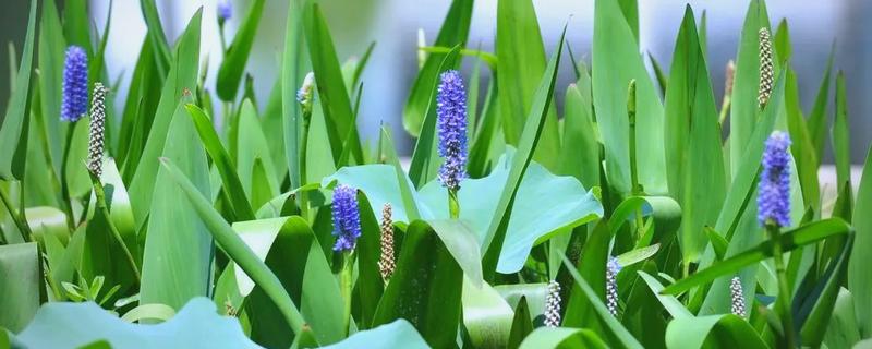 再力花是哪种植物,是竹芋科植物