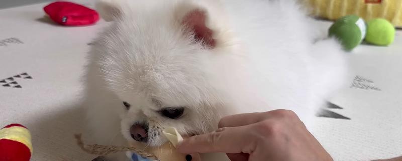 狗可以吃感冒冲剂吗,不可以随意服用