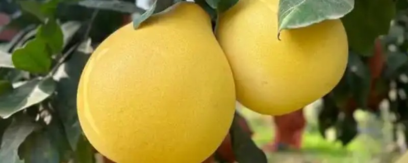 蜜柚疮痂病的症状，嫩叶会出现油渍状小斑点