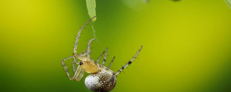 蜘蛛会不会咬人，蜘蛛会咬人