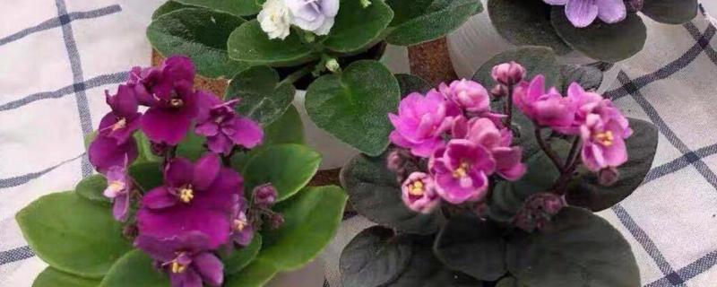 非洲紫罗兰的浇水方法,夏季多浇秋冬季节少浇