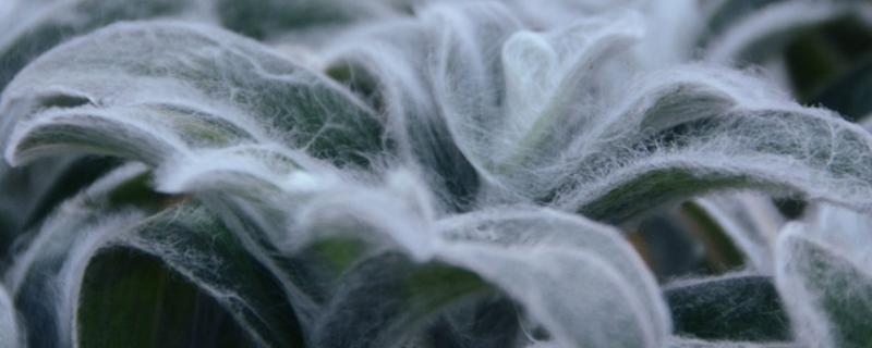 怎么繁殖白雪姬，可播种和分株繁殖