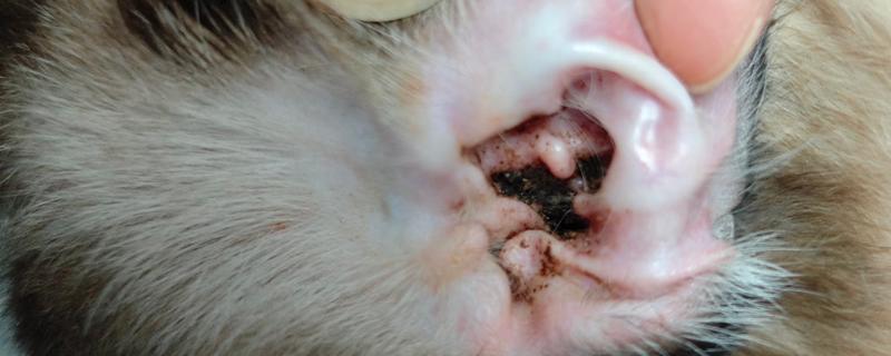 猫咪耳朵有耳垢如何处理，准备好专用洗耳液及毛巾