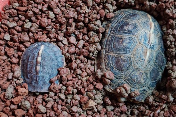 乌龟冬眠期间的养护方法,将温度控制在10℃以下