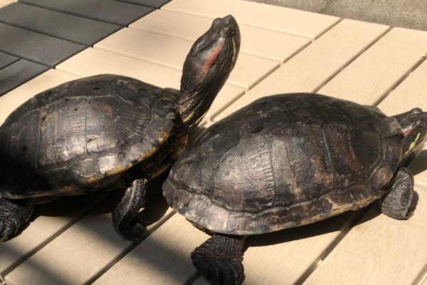 乌龟冬眠期间的养护方法,将温度控制在10℃以下