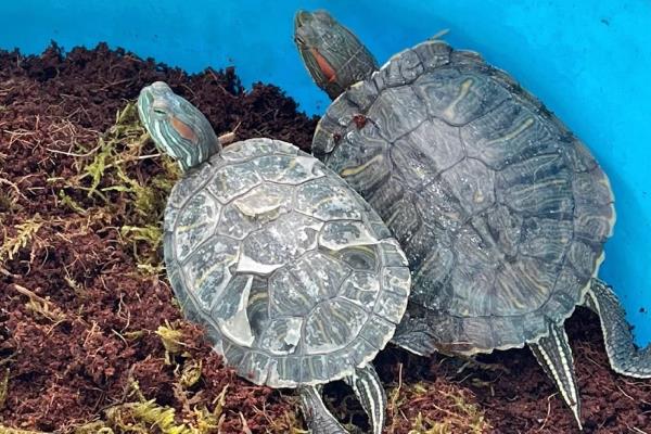 乌龟冬眠期间的养护方法,将温度控制在10℃以下