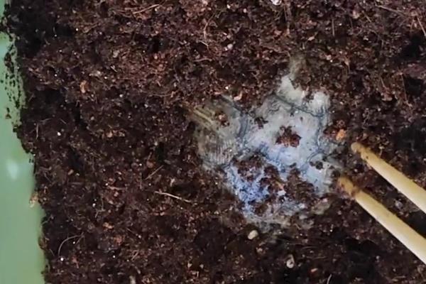 乌龟冬眠期间的养护方法,将温度控制在10℃以下