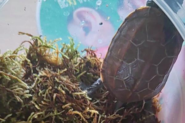 乌龟冬眠期间的养护方法,将温度控制在10℃以下