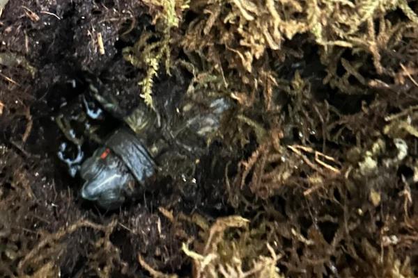 乌龟冬眠期间的养护方法,将温度控制在10℃以下