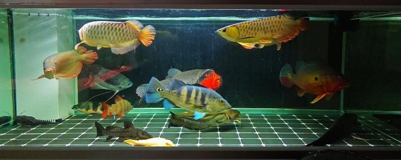 过度喂食鱼会撑死吗，吃饱后不会继续进食