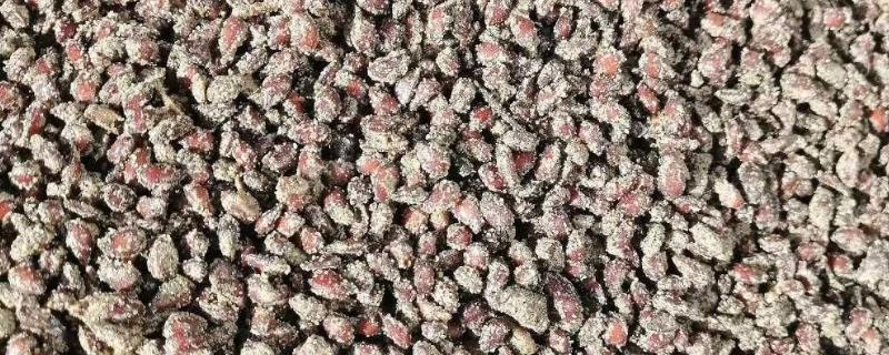 如何沙藏八棱海棠籽,晾晒3-5天后再沙藏