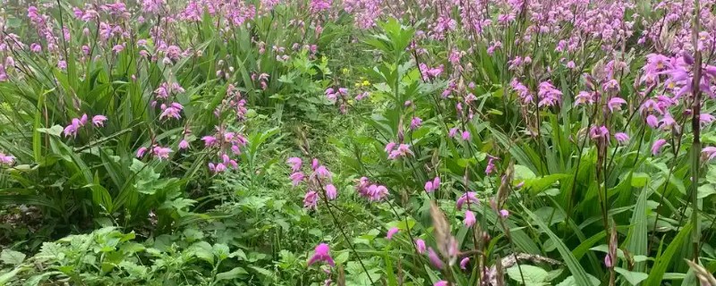 白芨怎么繁殖，以播种和分株为主