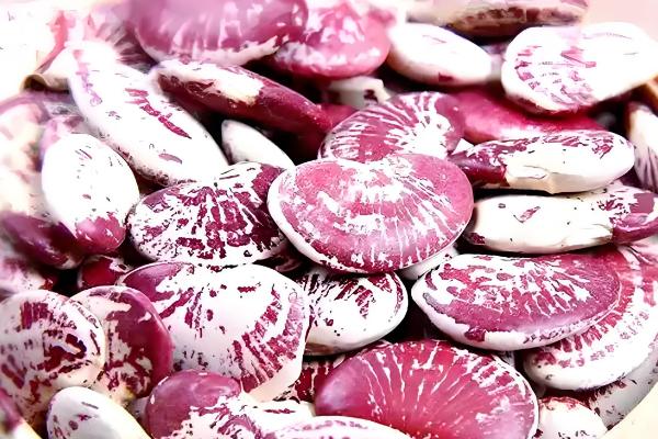 豆的种类有哪些,有绿豆、花豆、青豆等