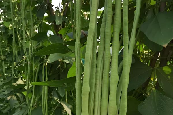 豆的种类有哪些,有绿豆、花豆、青豆等