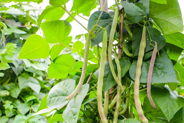 豆的种类有哪些,有绿豆、花豆、青豆等