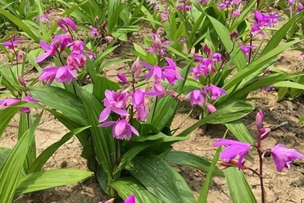 白芨的种类，常见的有紫花白芨、巨茎白芨等