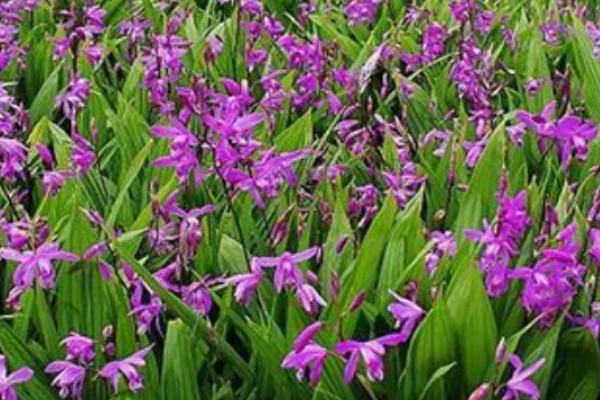 白芨的种类，常见的有紫花白芨、巨茎白芨等