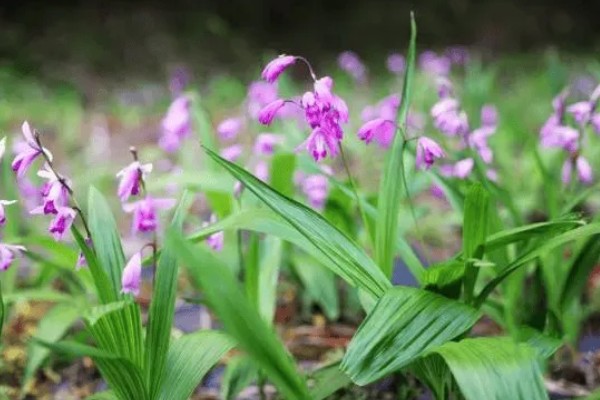 白芨的种类，常见的有紫花白芨、巨茎白芨等
